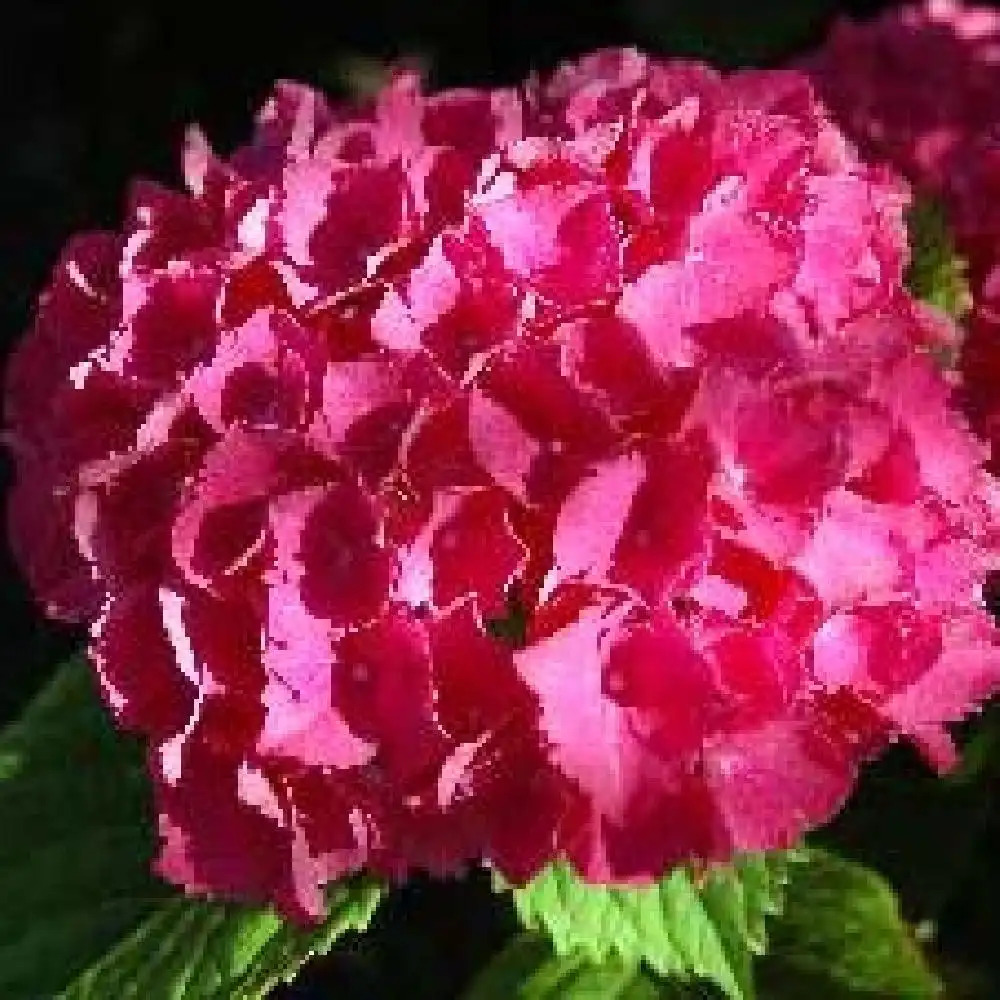 HYDRANGEA macrophylla 'Schöne Bautznerin' (='Red B