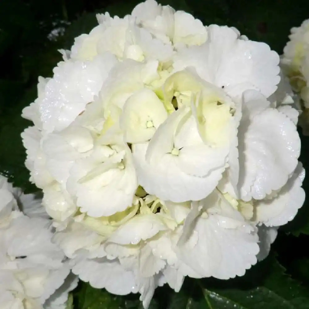 HYDRANGEA macrophylla 'Schneeball'