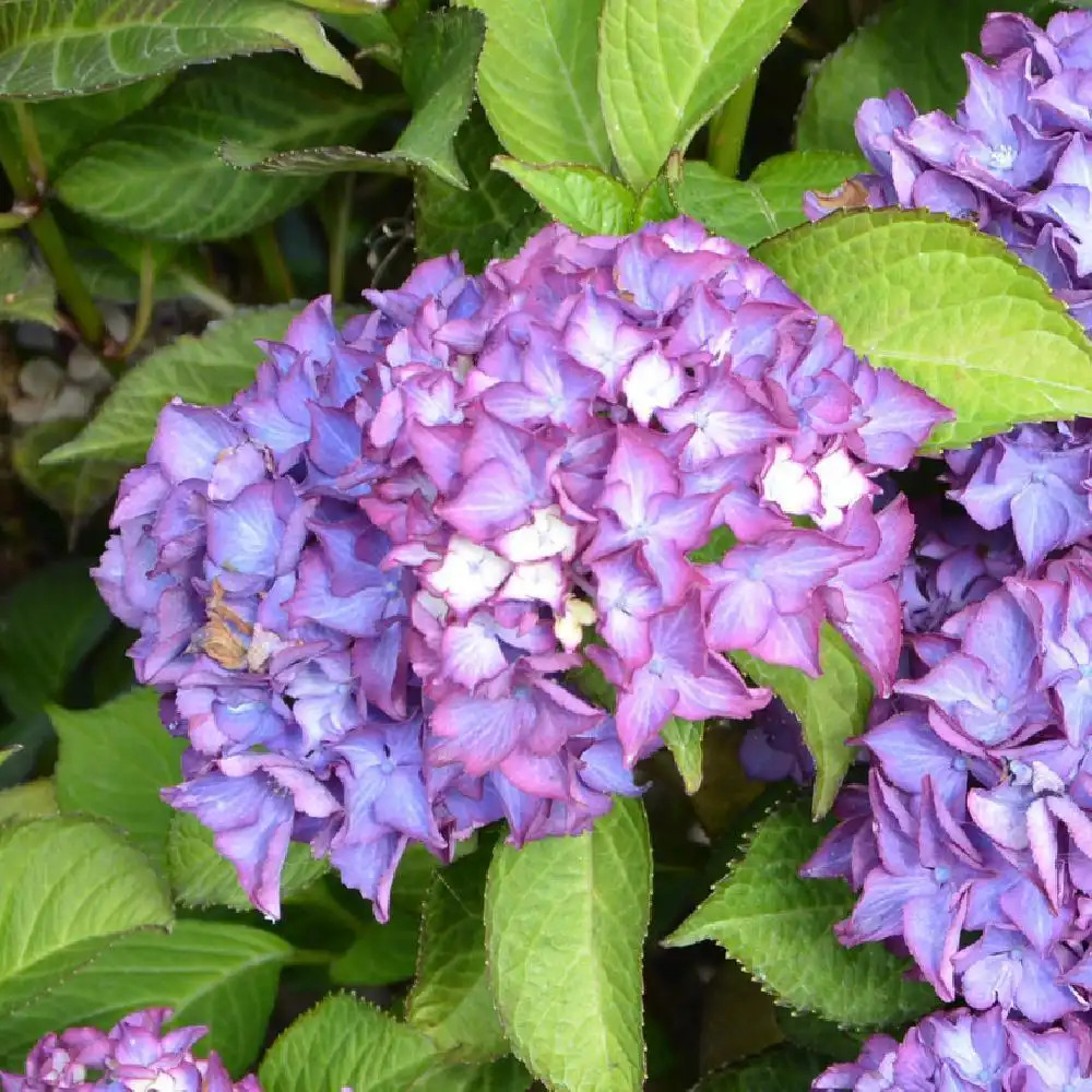 HYDRANGEA macrophylla 'Selma'