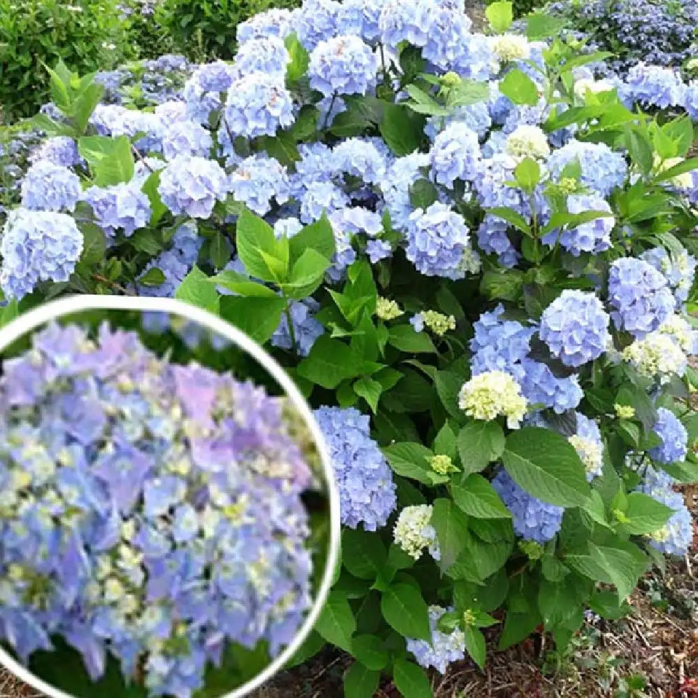 HYDRANGEA macrophylla 'Semperflorens'