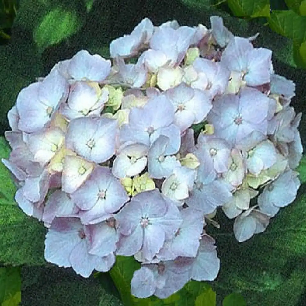 HYDRANGEA macrophylla 'Seascape'