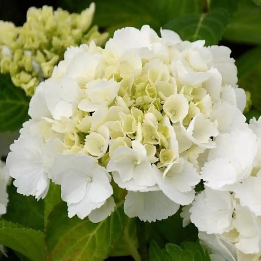 HYDRANGEA macrophylla 'Shakira'