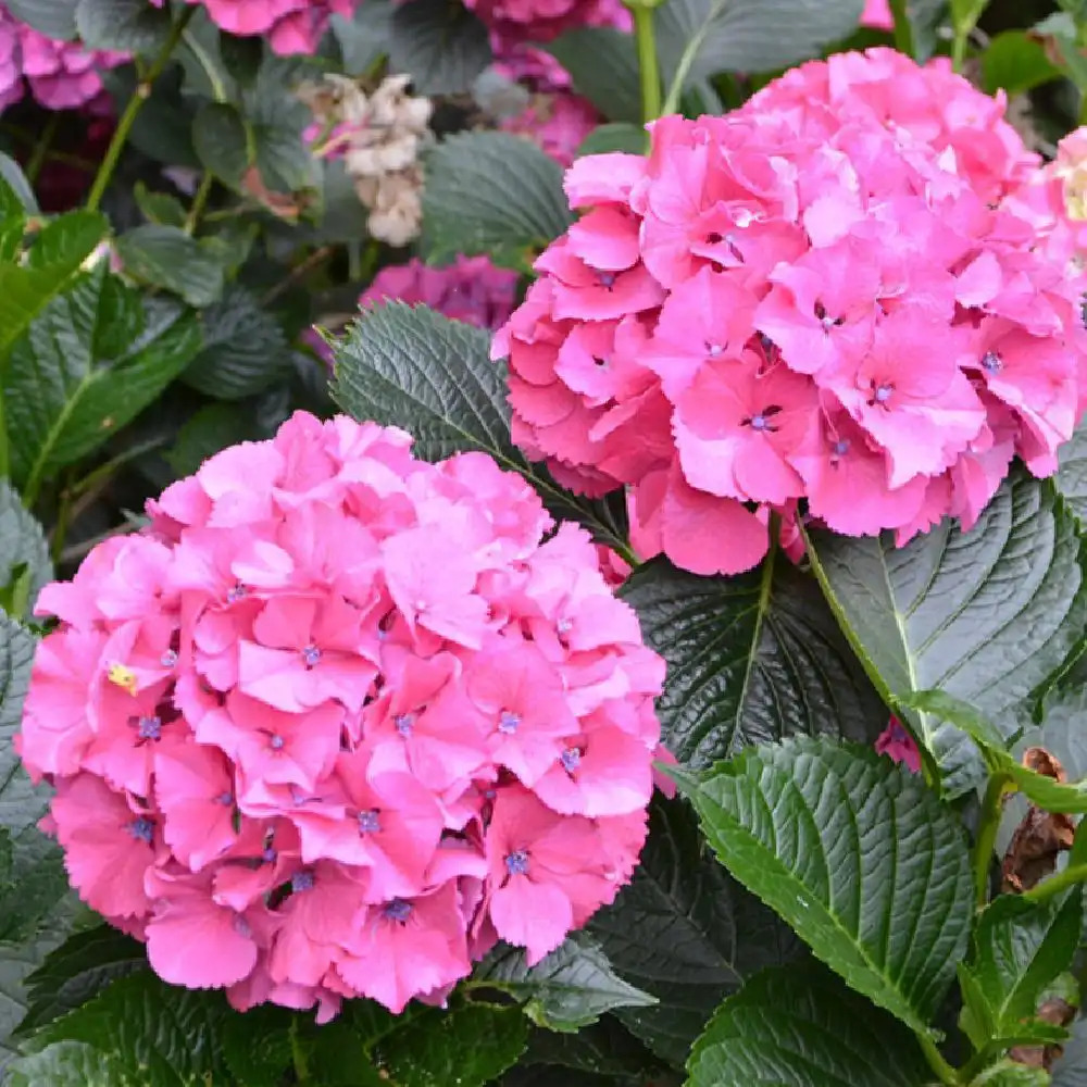 HYDRANGEA macrophylla 'Sibilla'