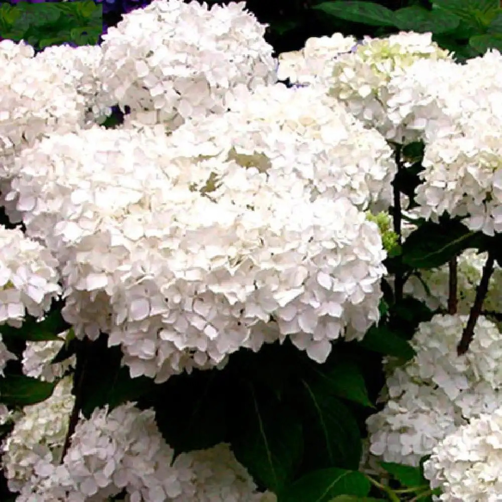 HYDRANGEA macrophylla 'Snow Storm'