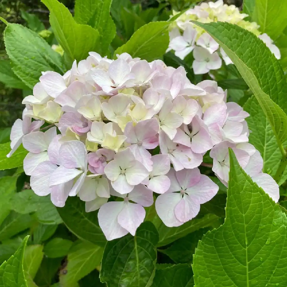 HYDRANGEA macrophylla 'Soeur Th&eacute;r&egrave;se'