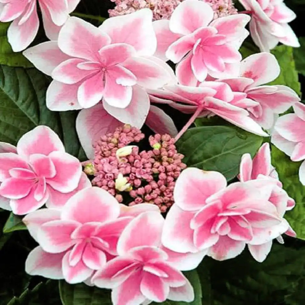 HYDRANGEA macrophylla 'Star Gazer'