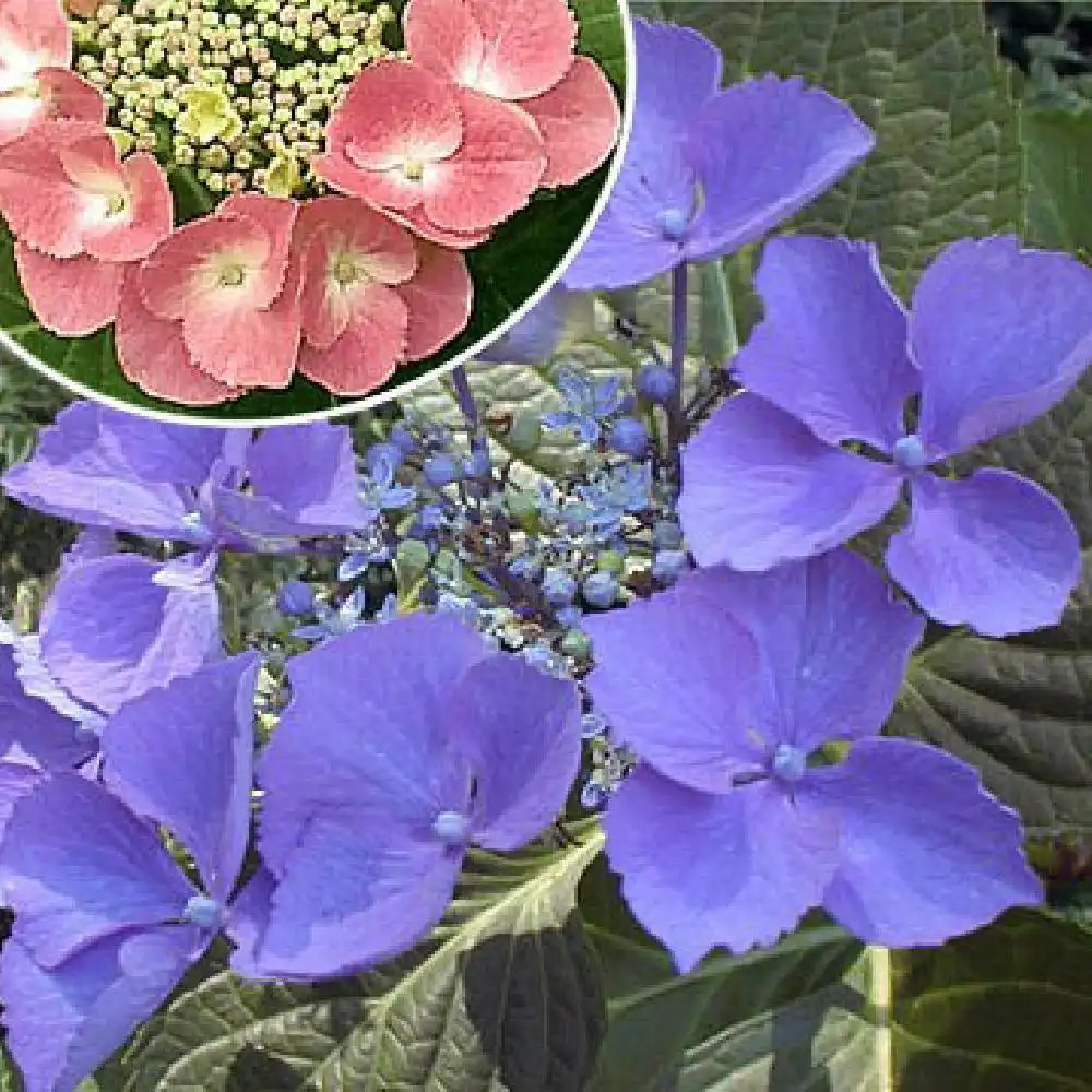 HYDRANGEA macrophylla 'Taube'