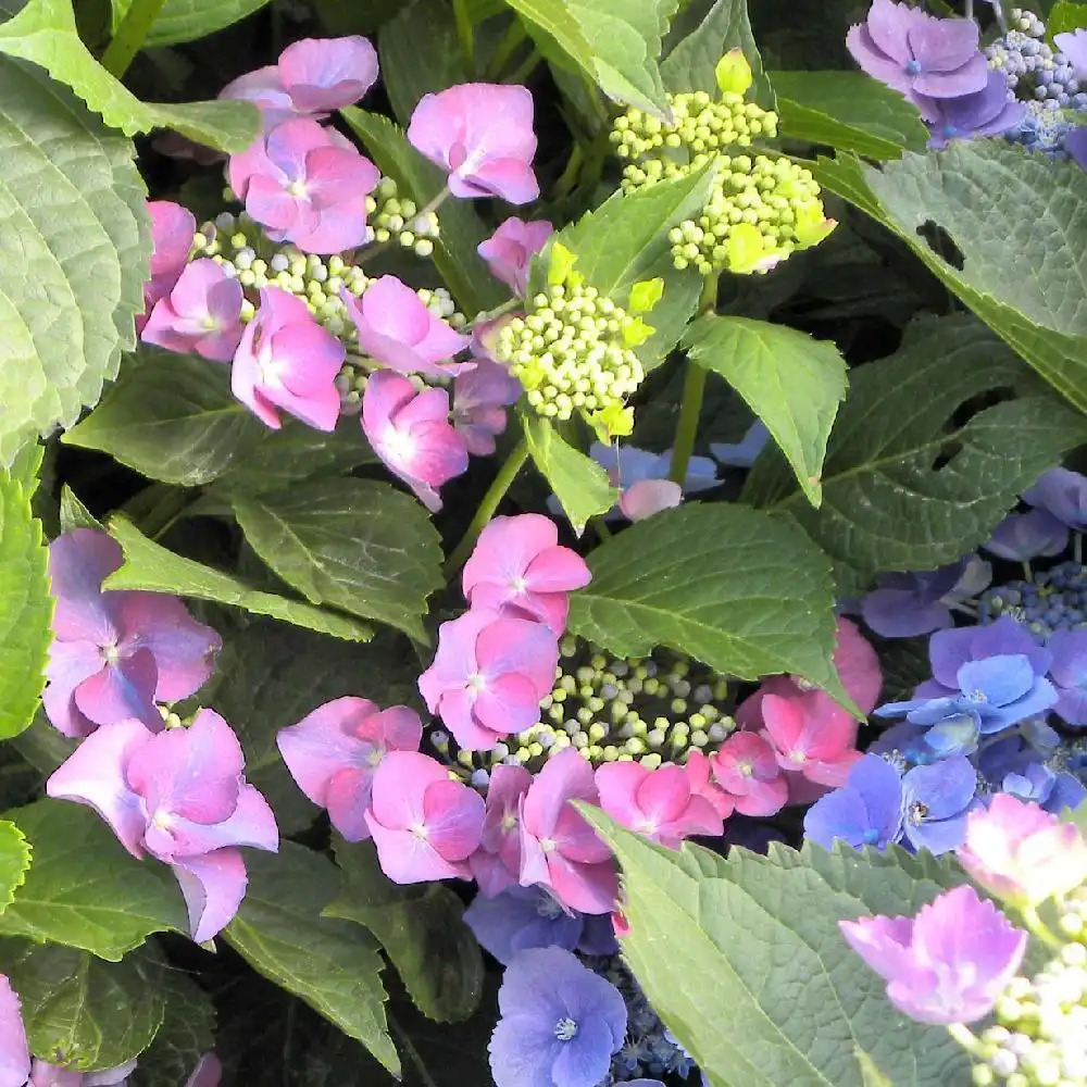 HYDRANGEA macrophylla 'Teller Rot'