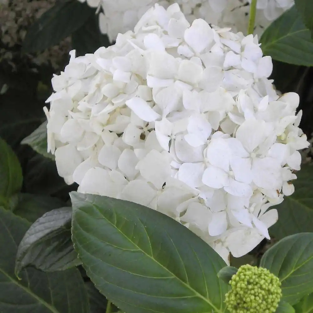 HYDRANGEA macrophylla 'Thomas Hogg'