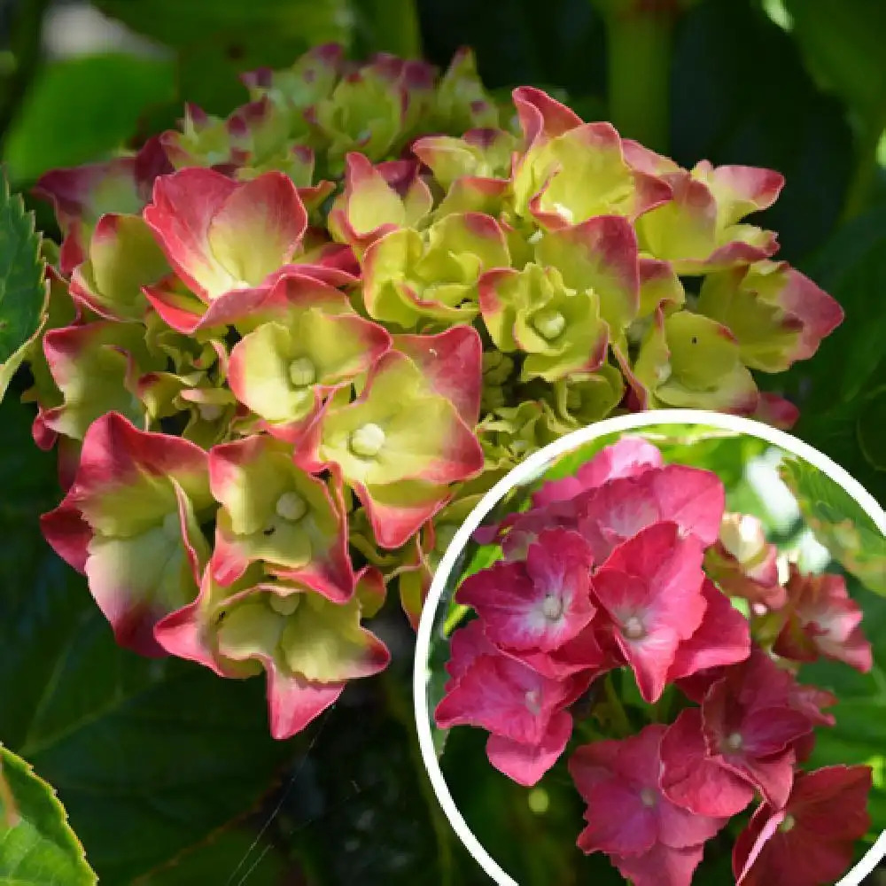 HYDRANGEA macrophylla 'Tödi'