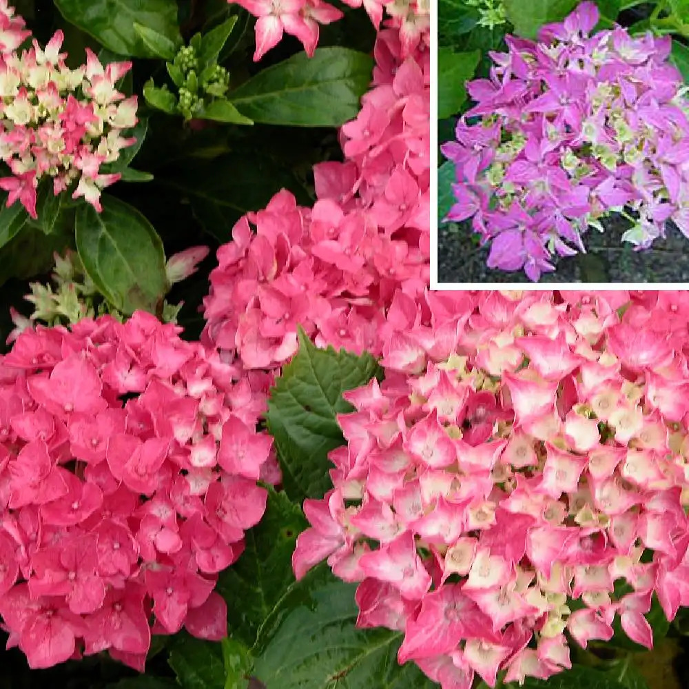 HYDRANGEA macrophylla 'Tovelit'