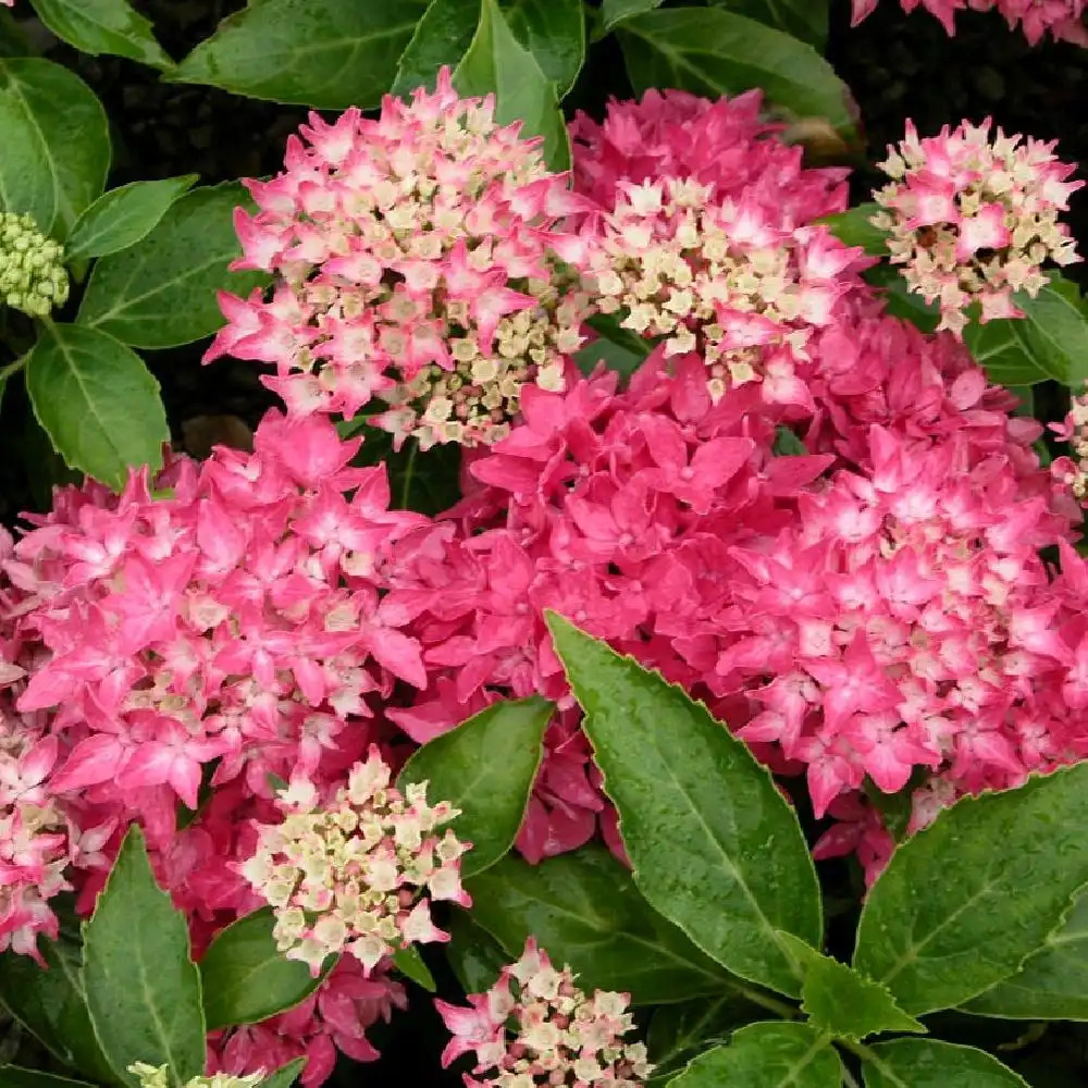 Image of Hydrangea macrophylla tovelit image 1