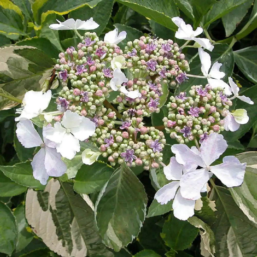 HYDRANGEA macrophylla 'Tricolor'