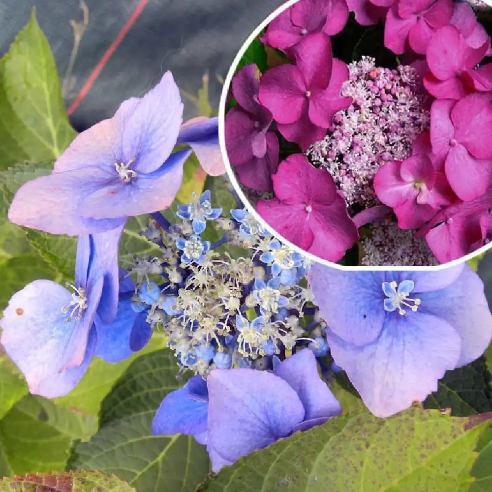 HYDRANGEA macrophylla 'Twilight'