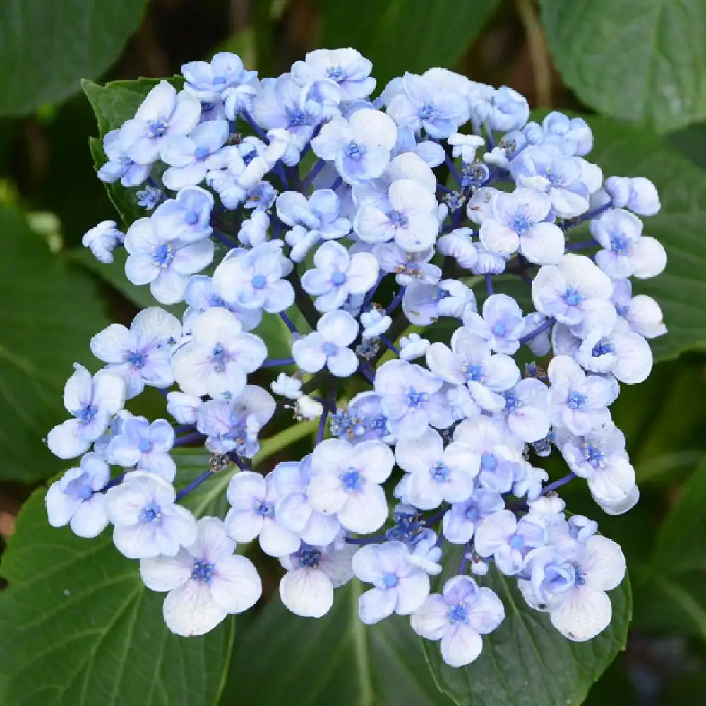 HYDRANGEA macrophylla 'Ude Amegy Setia'