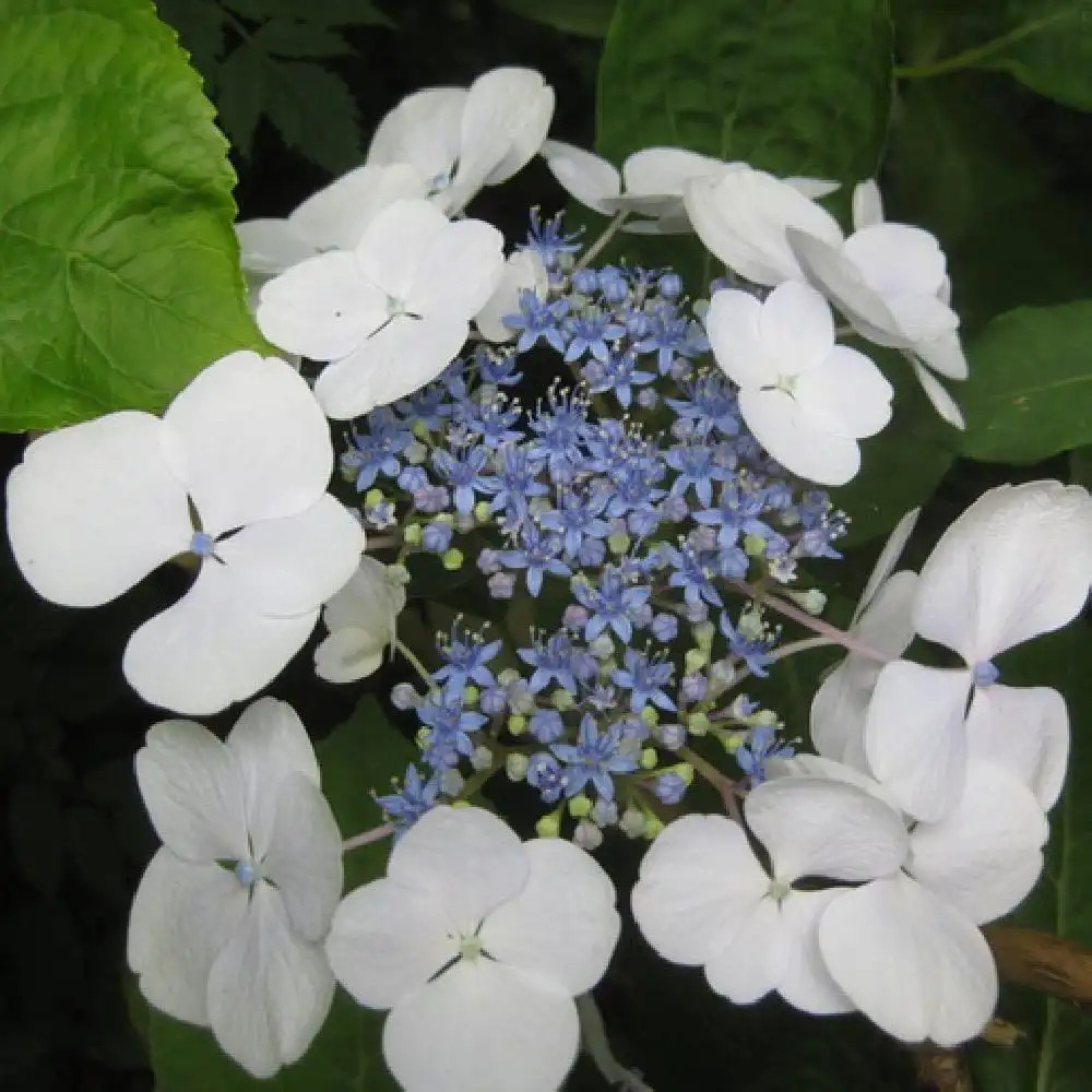 HYDRANGEA macrophylla 'Vasterival Blanc Bleu'