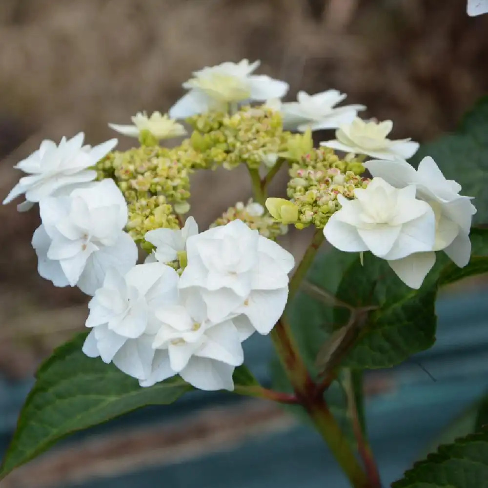 HYDRANGEA macrophylla 'Wedding Gown'