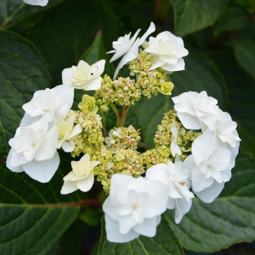 A summer for hydrangeas – Ramblin' through Dave's Garden