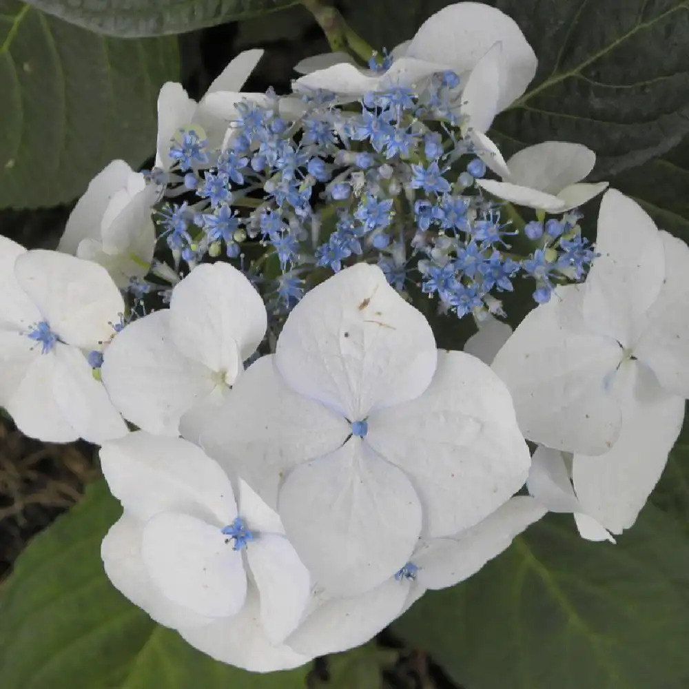 HYDRANGEA macrophylla 'White Wave'