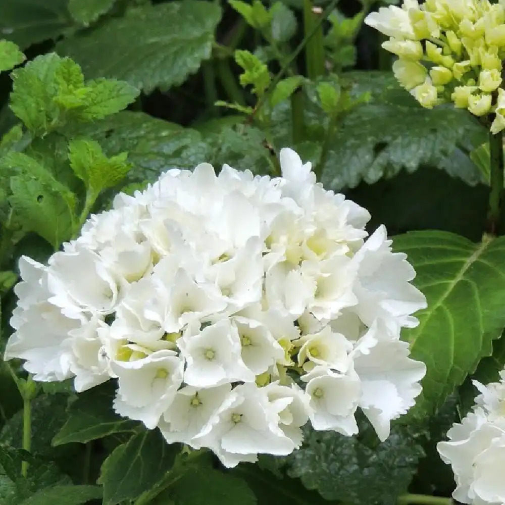 HYDRANGEA macrophylla 'Wudu'