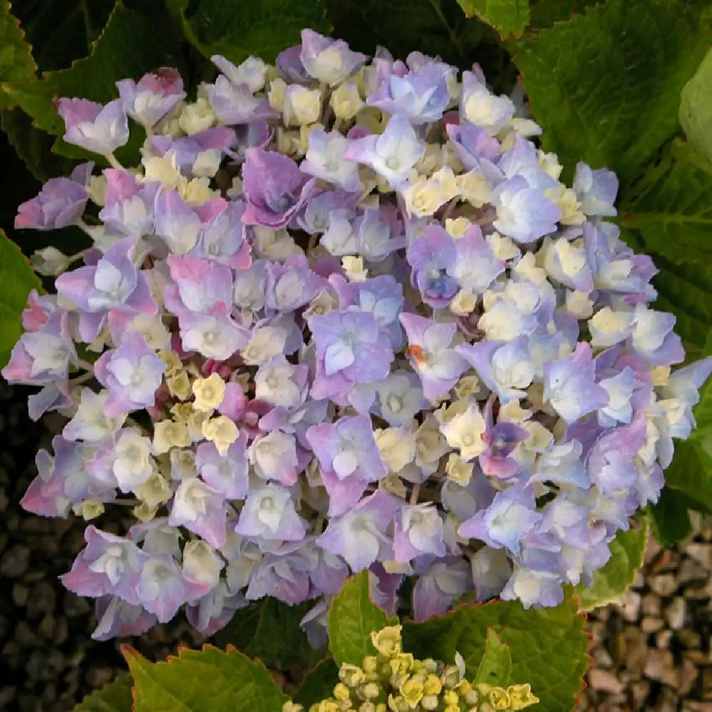 HYDRANGEA macrophylla 'Xian'