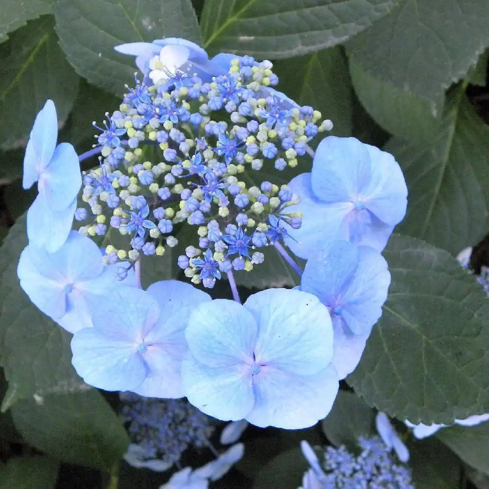 HYDRANGEA macrophylla 'Yogodama'