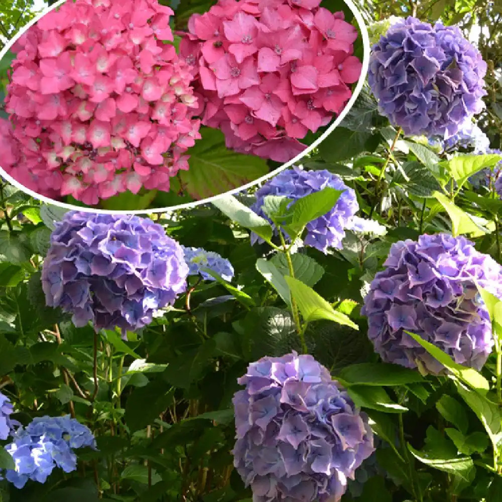 HYDRANGEA macrophylla 'Yola'