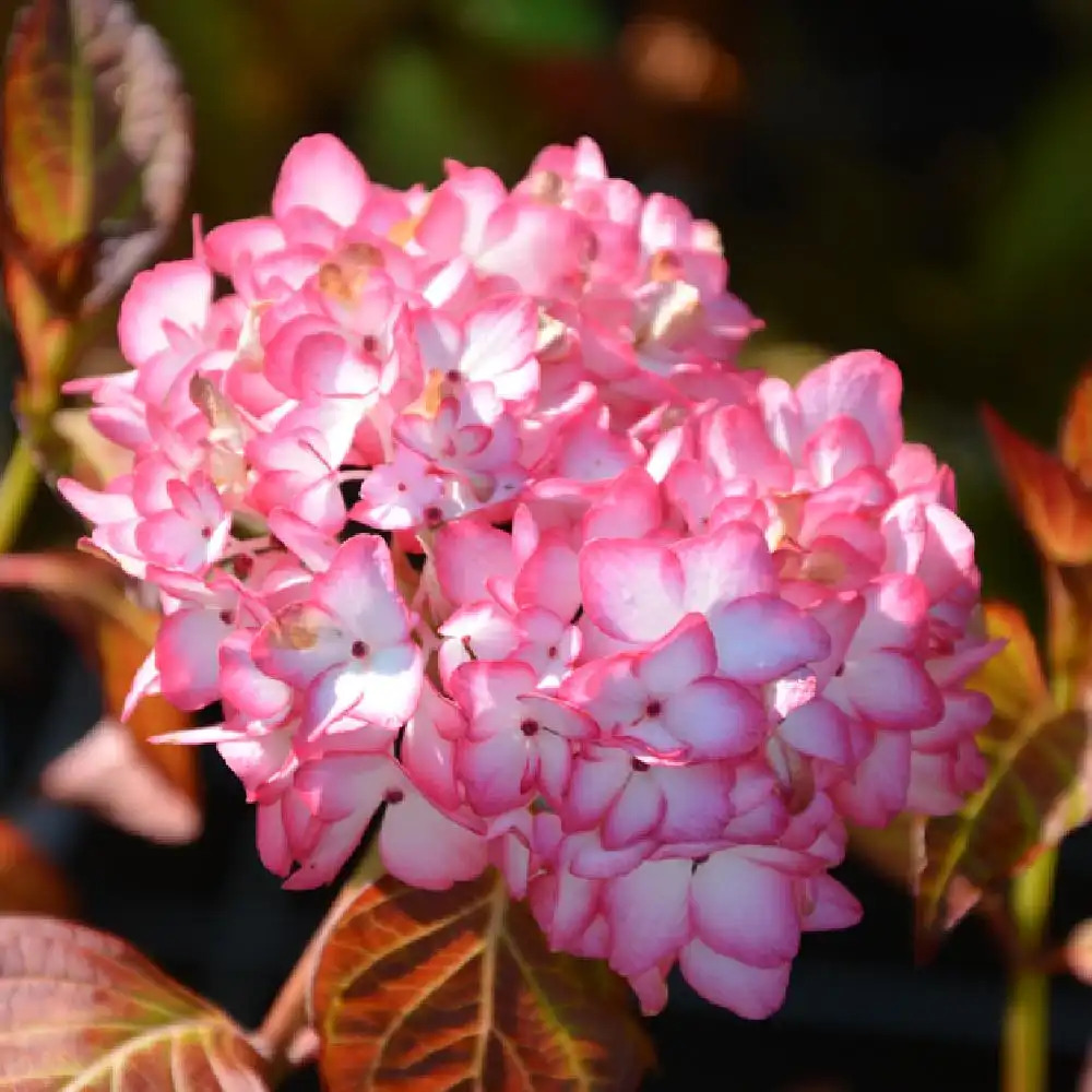 HYDRANGEA 'Mirai'