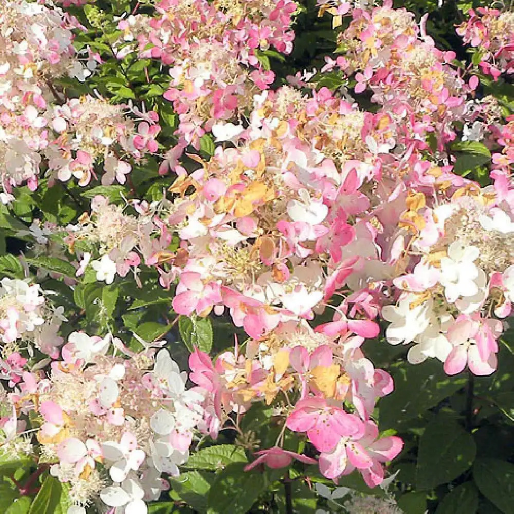 HYDRANGEA paniculata 'Angel's Blush'