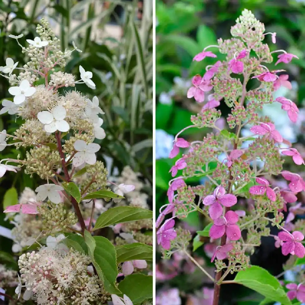 HYDRANGEA paniculata 'Big Ben'