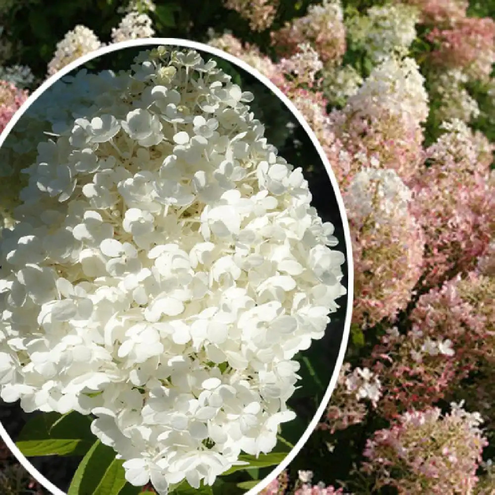 HYDRANGEA paniculata 'Bobo'® ('Ilvobo')