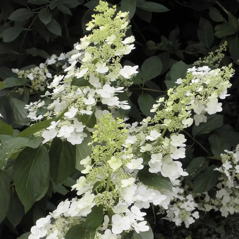 HYDRANGEA paniculata 'Brussels Lace'