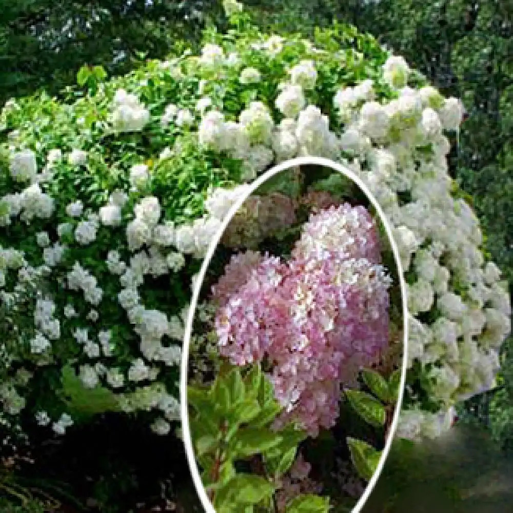 HYDRANGEA paniculata 'Compacta'