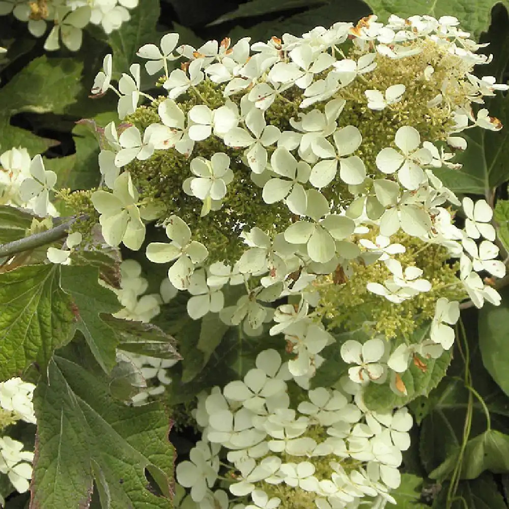 HYDRANGEA paniculata 'Dart's Little Dot'