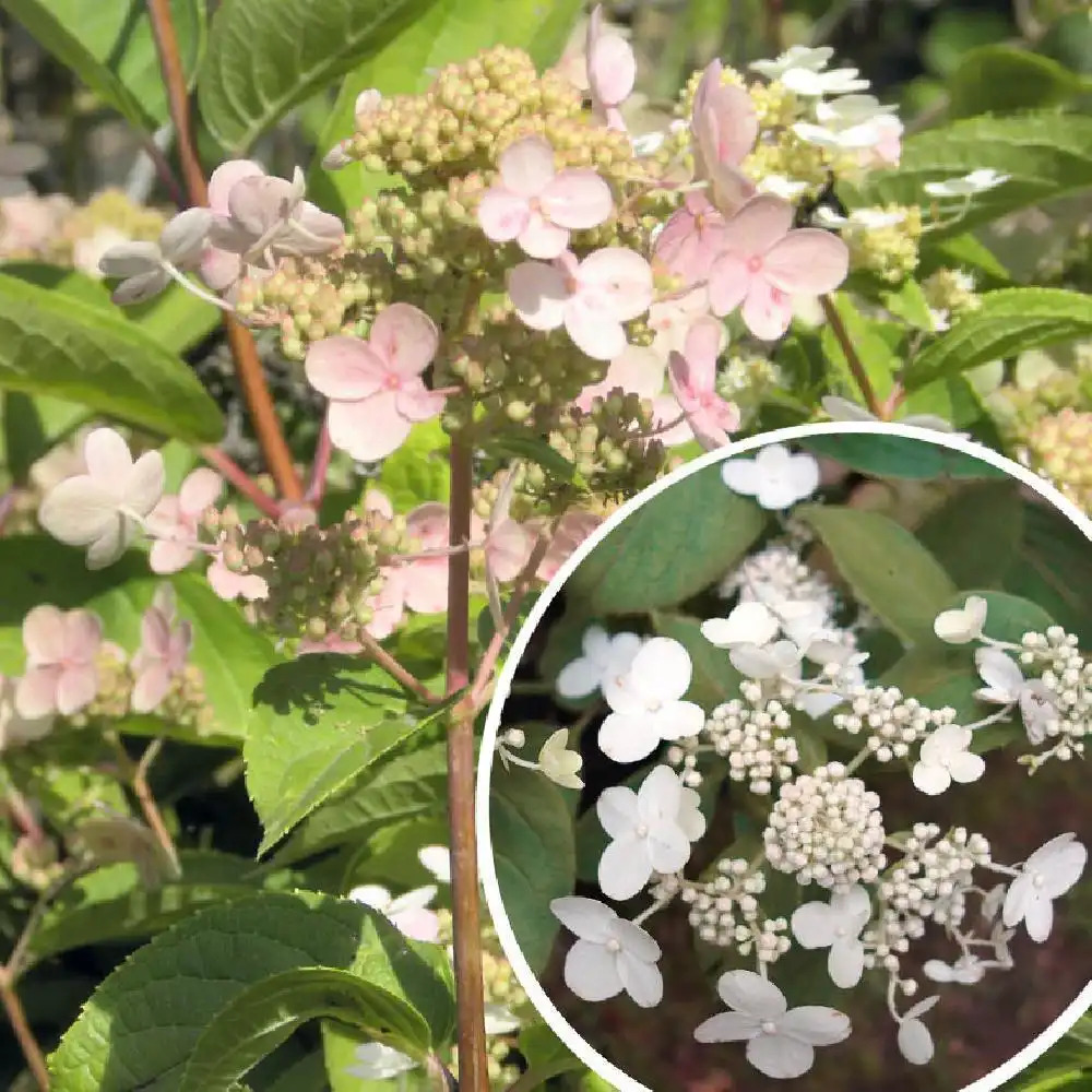 HYDRANGEA paniculata 'Dharuma'