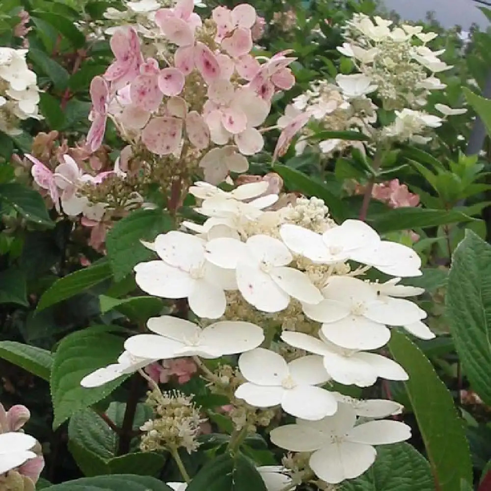 HYDRANGEA paniculata 'Early Sensation'&reg;