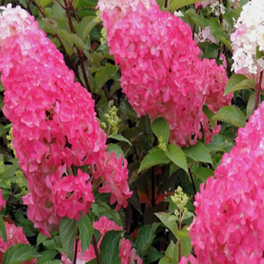 HYDRANGEA paniculata 'Fraise Melba'