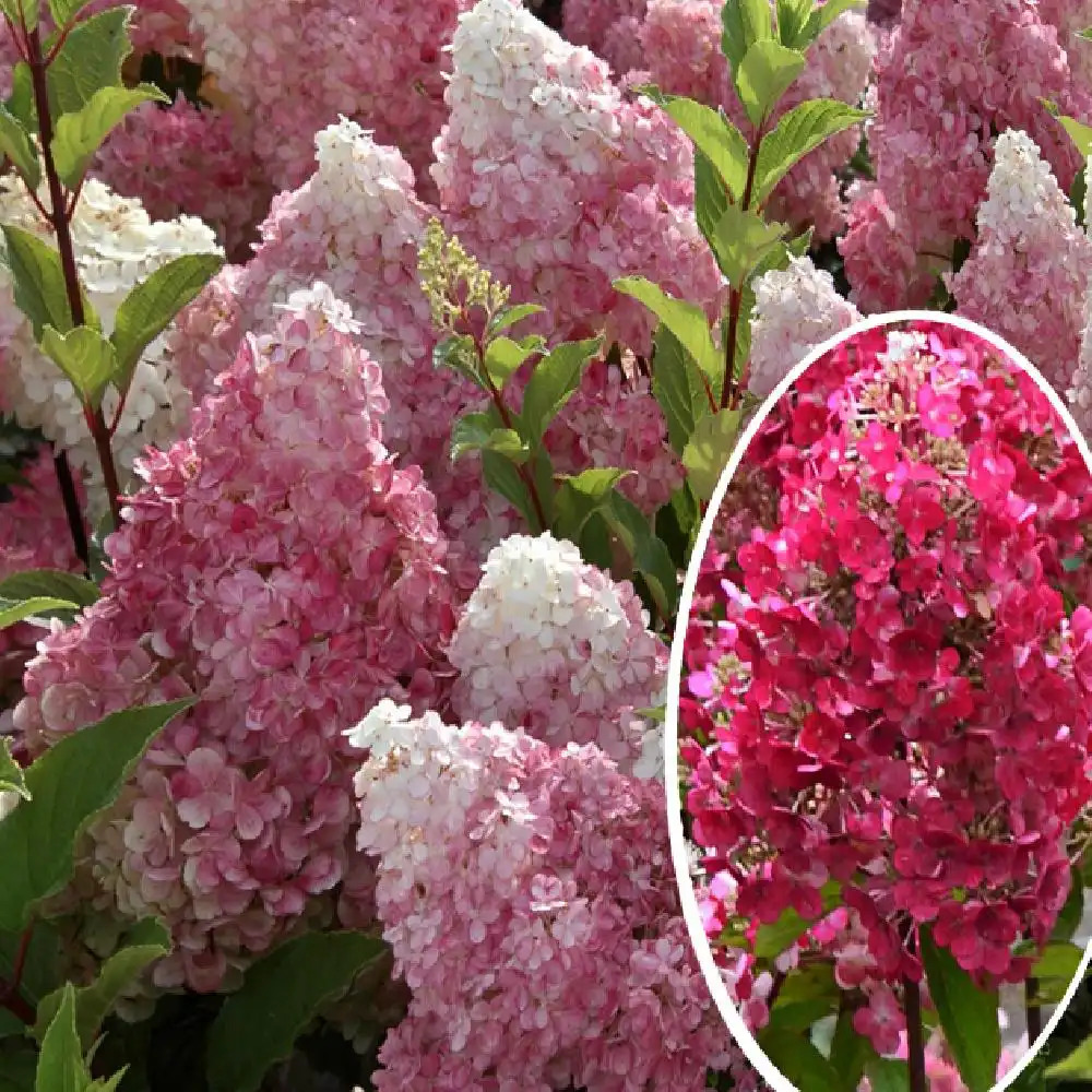 HYDRANGEA paniculata FRAMBOISINE®