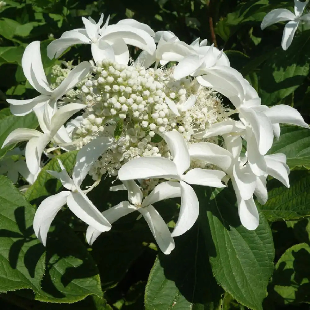 HYDRANGEA paniculata 'Great Star'