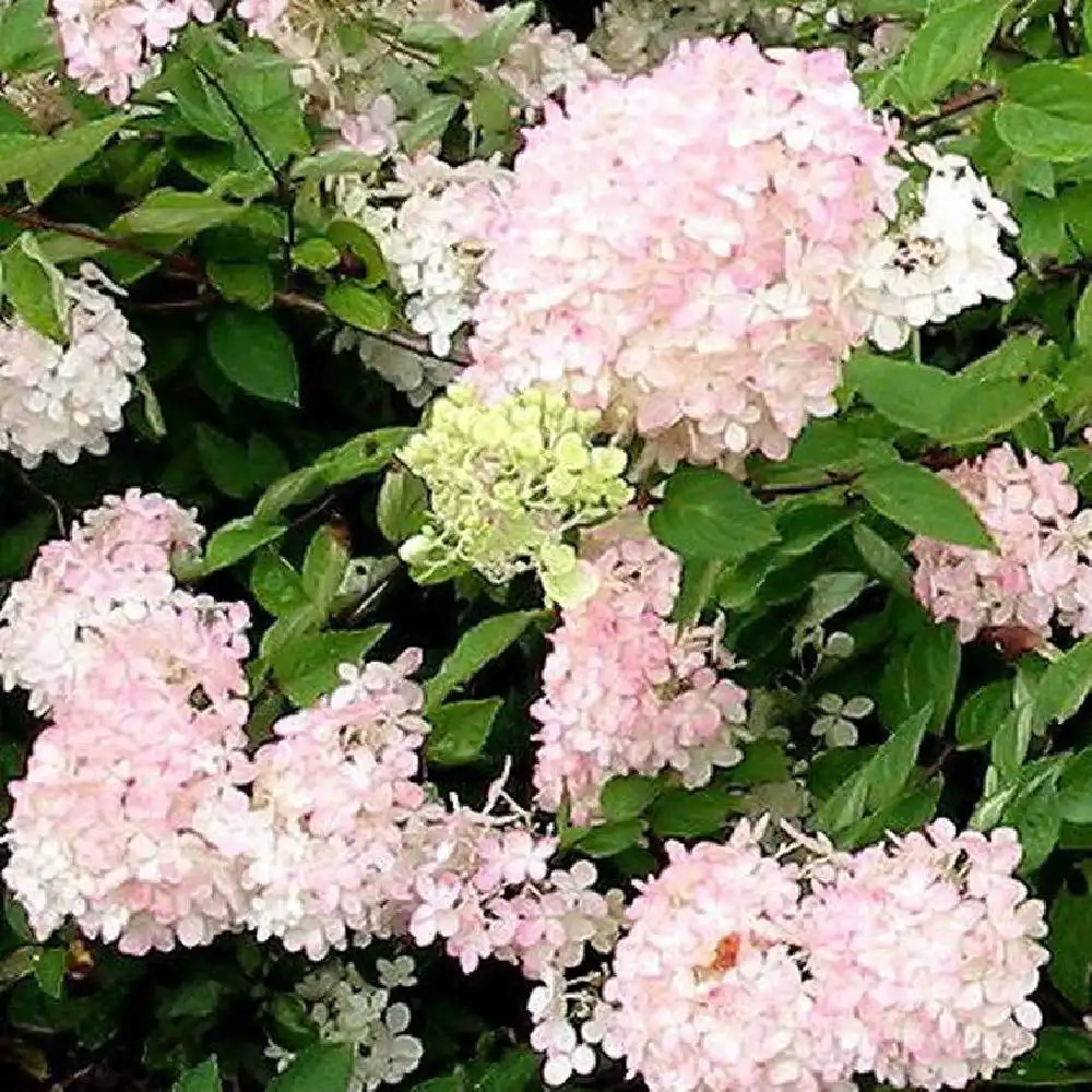 HYDRANGEA paniculata 'Grandiflora'