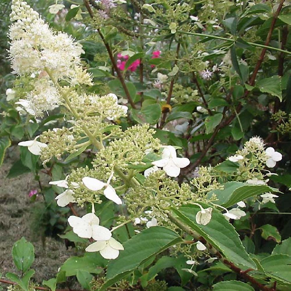 HYDRANGEA paniculata 'Kyushu'