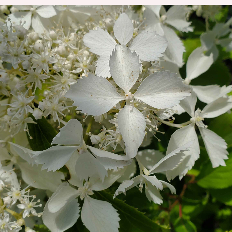 HYDRANGEA paniculata 'Lacy'Â®