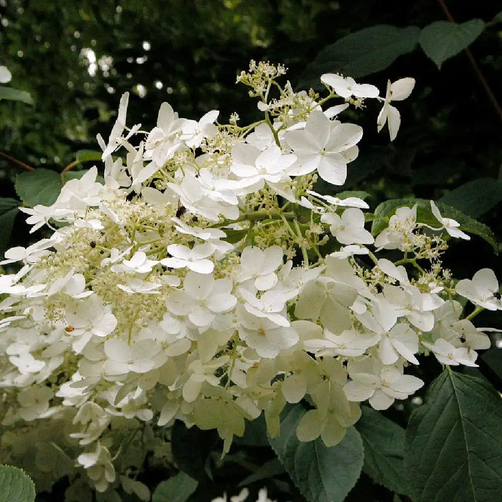 HYDRANGEA paniculata 'Mega Pearl'