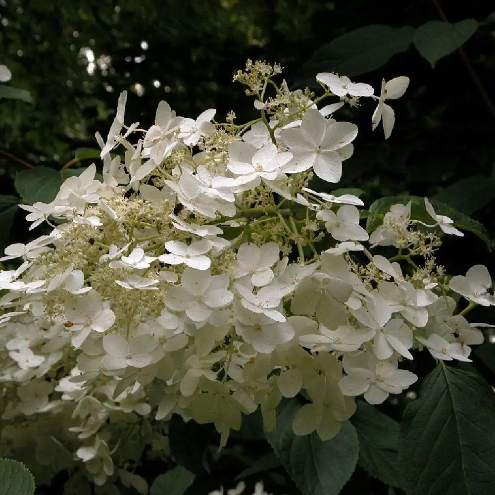 HYDRANGEA paniculata 'Megapearl'