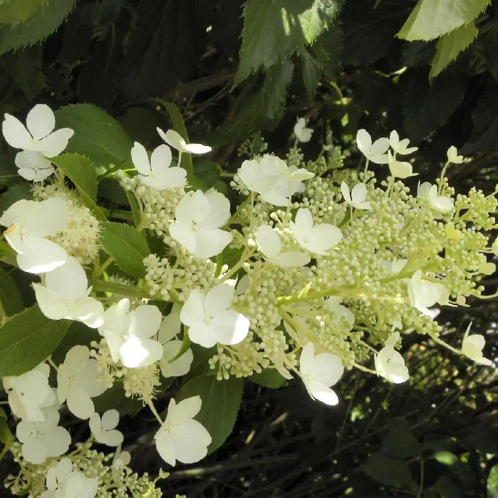 HYDRANGEA paniculata 'October Bride'