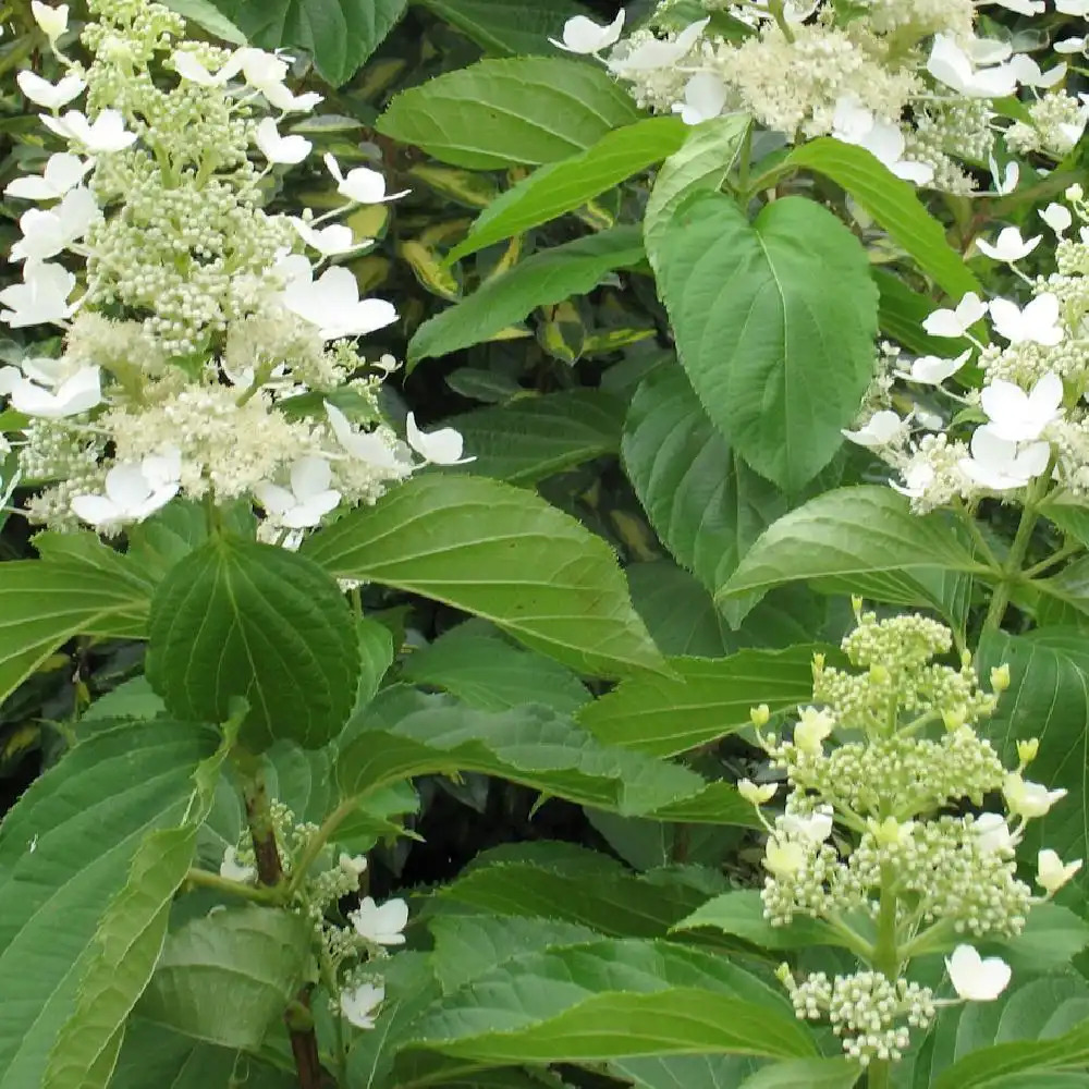 HYDRANGEA paniculata 'Papillon (Blanc)'