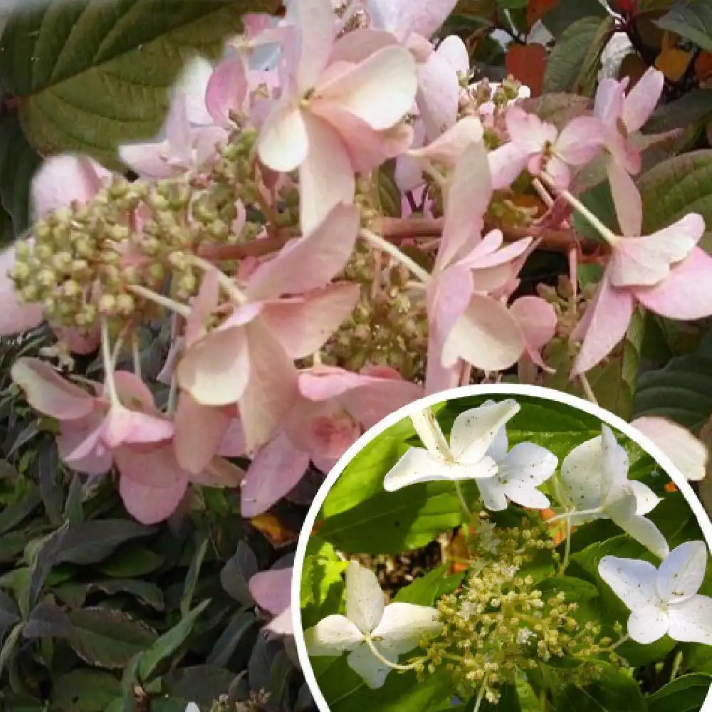 HYDRANGEA paniculata 'Perle d'Automne'