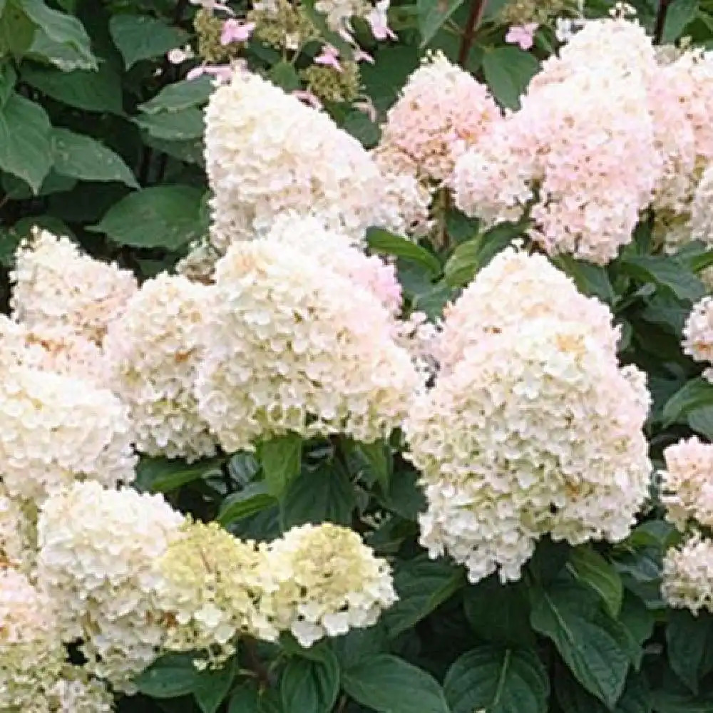 HYDRANGEA paniculata 'Pee Wee'