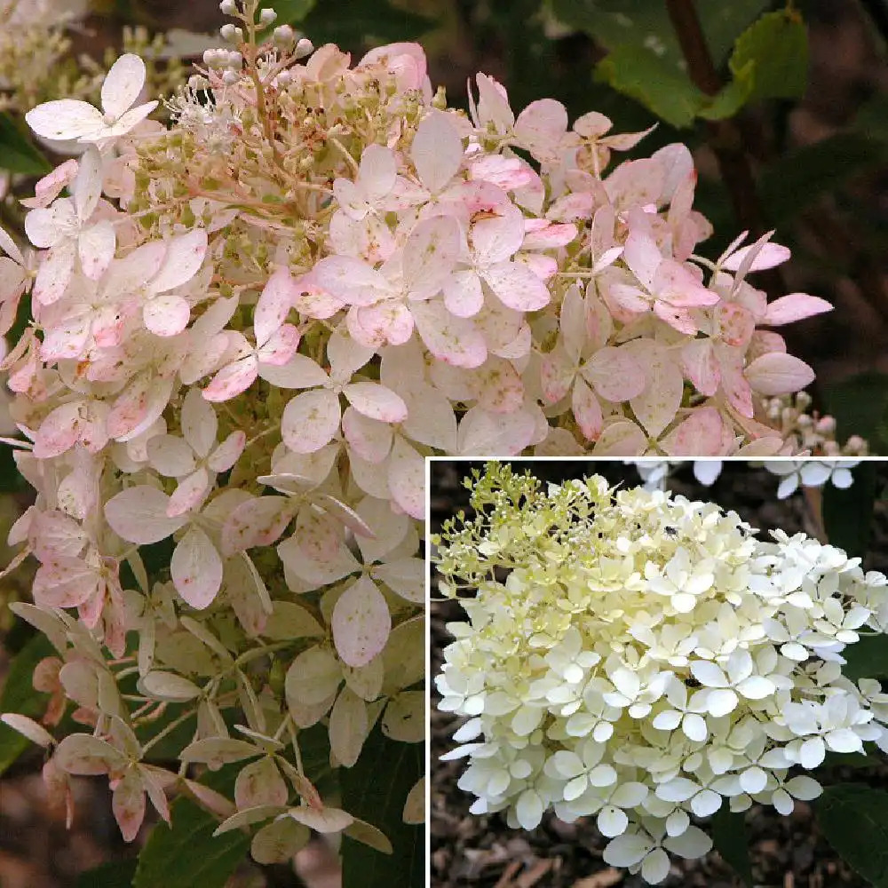 HYDRANGEA paniculata 'Phantom'