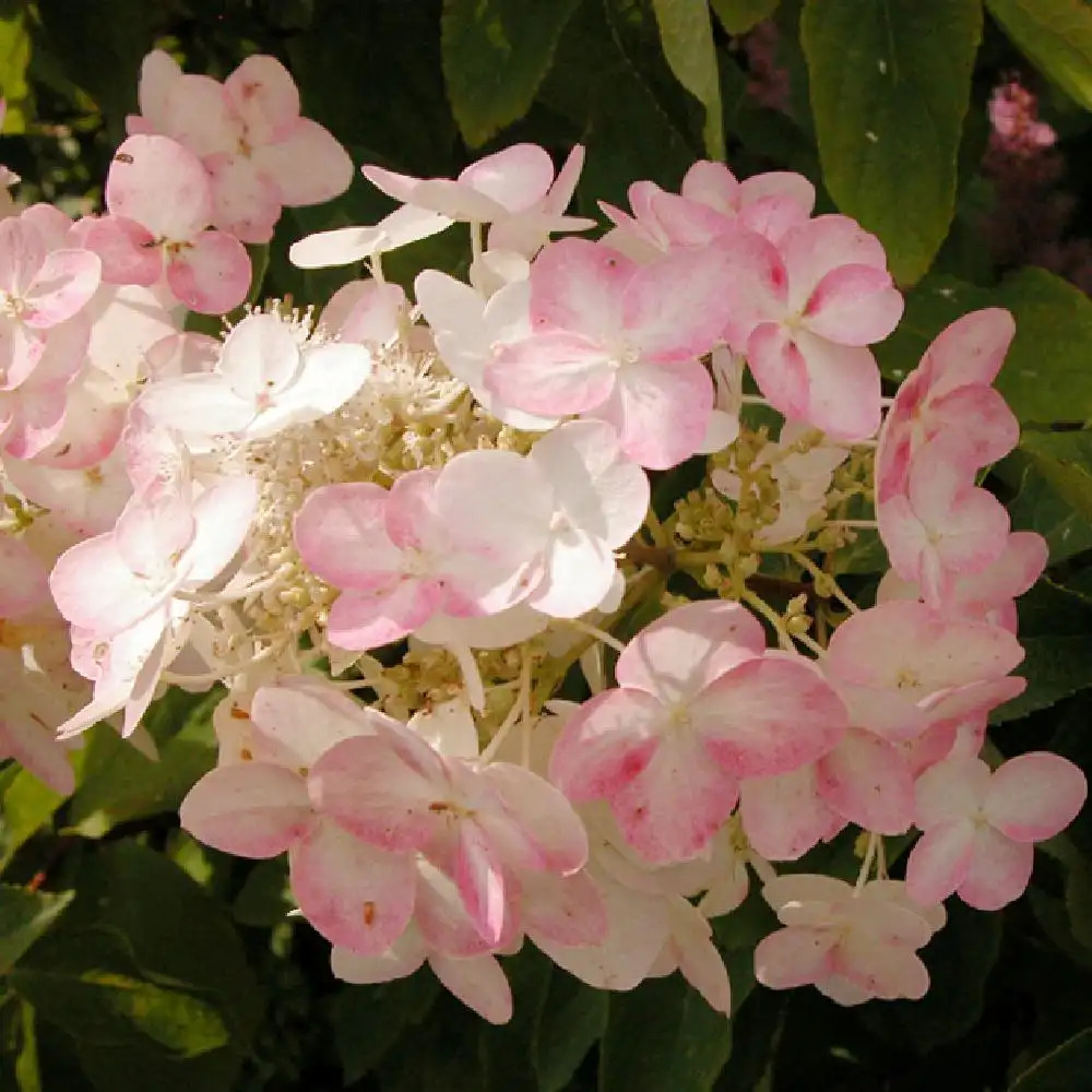 HYDRANGEA paniculata 'Pink Diamond'